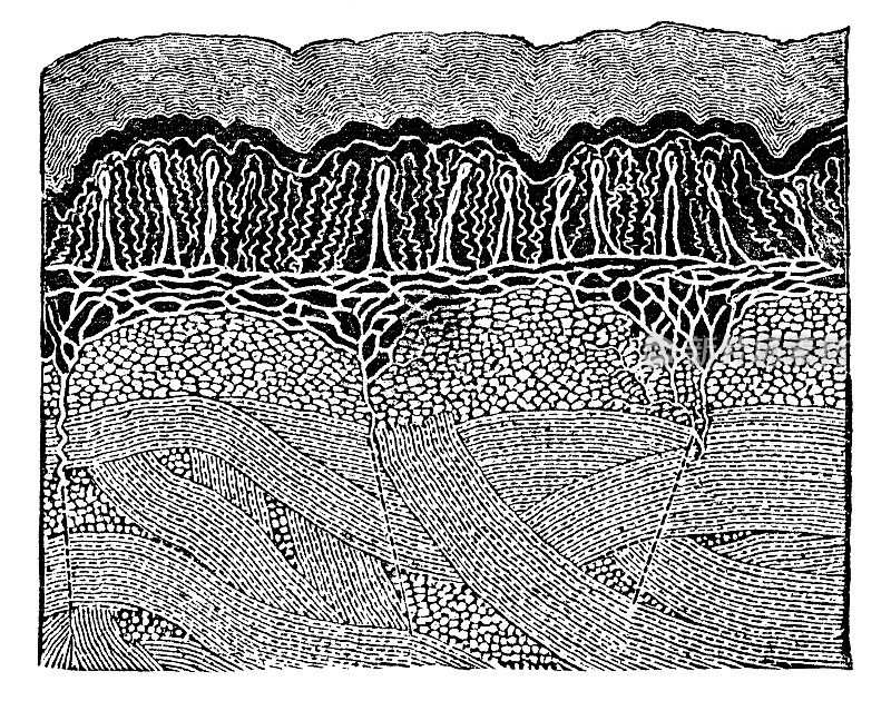 人体皮肤层的医学插图横截面- 19世纪